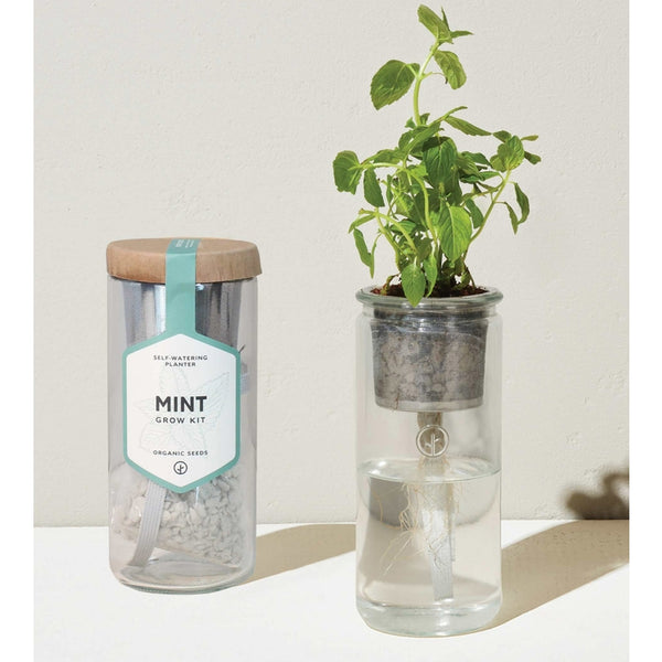 Modern Sprout Garden Jar (Mint)